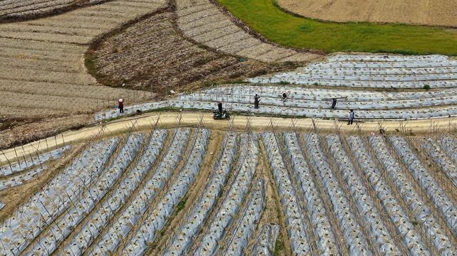 Farmers Building Support for Winter Melon Vines to Climb, Mulched Field, Spring