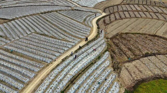 Agricultural Labourers Erecting Trellis for Winter Melon, White Plastic Ground Sheet