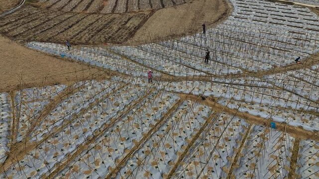  Farmers Assembling Trellis for Winter Melon Seedlings, Plastic Ground Cover, Spring Agriculture 