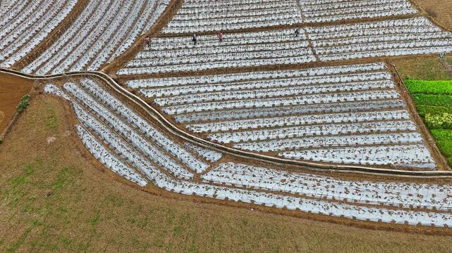 Agricultural Workers Building Support Structure for Young Winter Melon Plants Under Plastic
