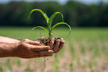 Obraz premium Planting corn begins in fertile soil. Planting supports sustainable farm growth. Farmer hand shows planting care. Rural field needs planting season.