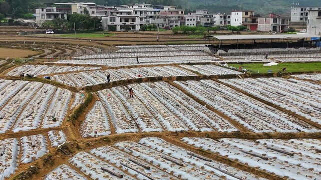  Group of Farmers Installing Trellis Frame for Winter Melon Crop, White Plastic Mulch