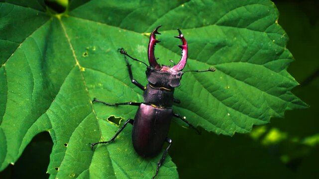 The stag beetle is the largest beetle and one of the most recognizable members of the hornet family. The main feature of the species is the huge jaws of the males, resembling the horns of a deer