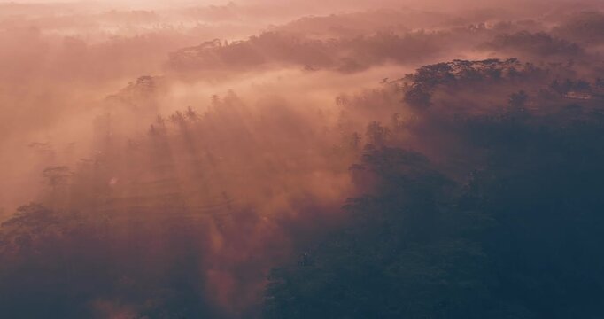 Top view of jungles in Myanmar on sunrise at daytime on sunlight. Panoramic camera movement