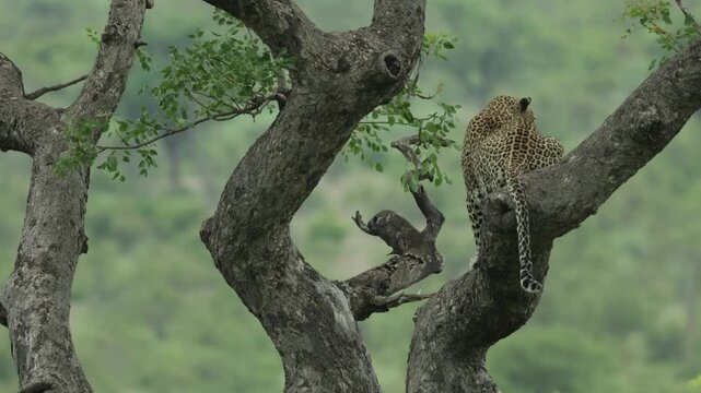 Wide shot of a beautiful leopard sitting in a tree with the backside towards the camera. The animal is scanning its surroundings, Kruger National Park.