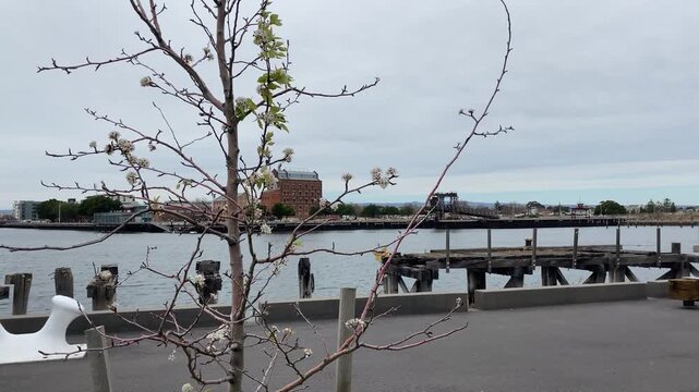 Calm waters of the Port Adelaide River with historic Harts Mill and a bascule bridge in the background. A young tree gently sways in the wind