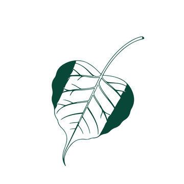 Bodhi leaf, Bo leaf, Gold leaf vector, Minimalist leaf illustration
