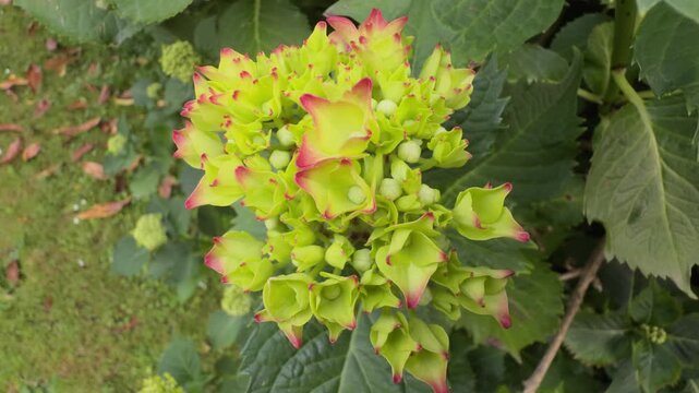 Macro style close-up of fresh green hydrangea flowers with pink edges blooming in a lush summer garden with soft natural background blur.