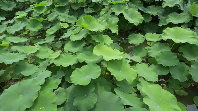 Lush green lotus leaves swaying gently in the wind in a summer pond