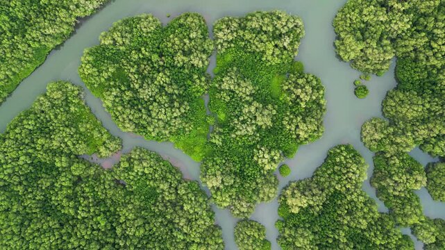 Intertidal mangrove ecosystem with brackish water channels and dense canopy forming natural coastal habitat with rich biodiversity and sediment patterns, aerial view