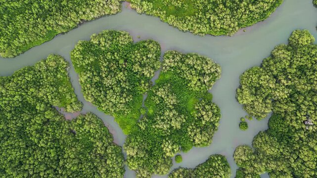 Winding tidal channels through dense mangrove forest creating untouched tropical wetland environment with vibrant coastal greenery, overhead pullback aerial view.