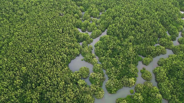 Mangrove canopy and tidal channels forming organic patterns across tropical wetland landscape with dense vegetation and coastal water system, Tilt-down drone footage.