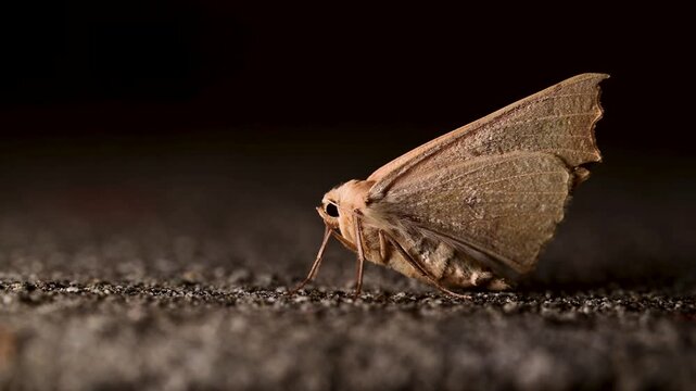 A sharp, high-definition stock photograph capturing a detailed side profile of a brown moth resting on a textured surface under dramatic lighting.