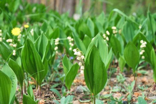 Delicate Lily of the Valley Blooming in a Shady Spring Forest