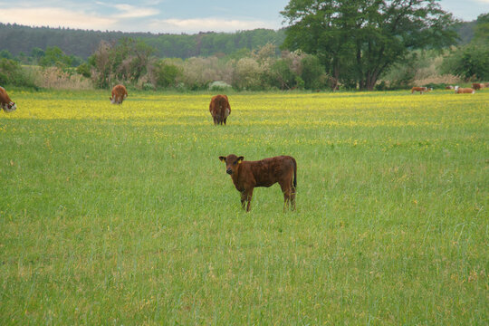Brown calf on a vast green pasture in summer