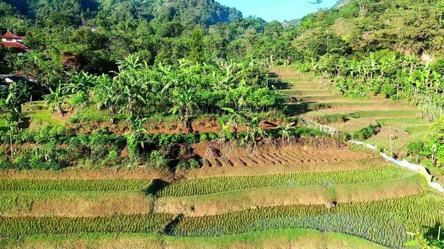 Aerial view of lush green rice terraces and village in Indonesia