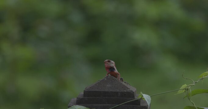 Oriental Garden Lizard, Calotes versicolor, lizard, Maharashtra, India