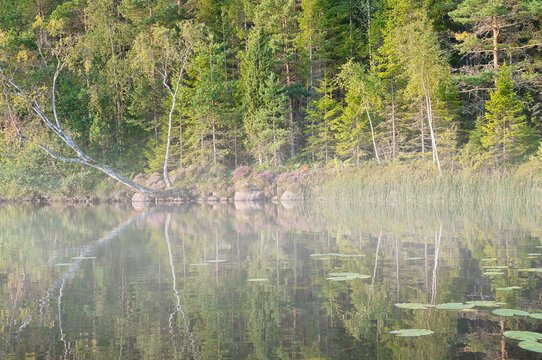 A mirror smooth forest lake with blooming heather, shrouded in mist.