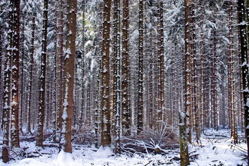 Fototapeta premium Winterwald