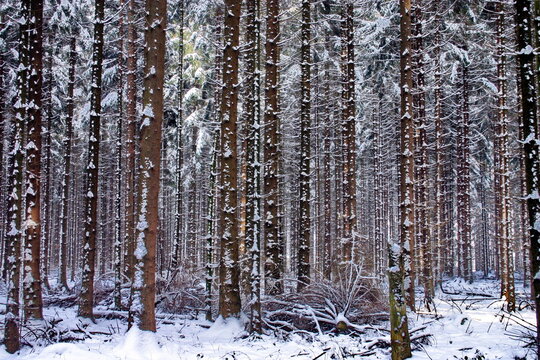 Winterwald