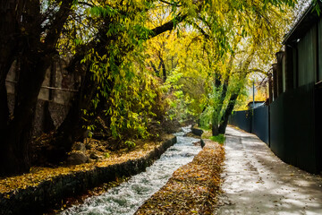 Fototapeta premium Scenic autumn pathway alongside a flowing stream bordered by vibrant trees with yellow leaves and a concrete walkway in a tranquil urban setting