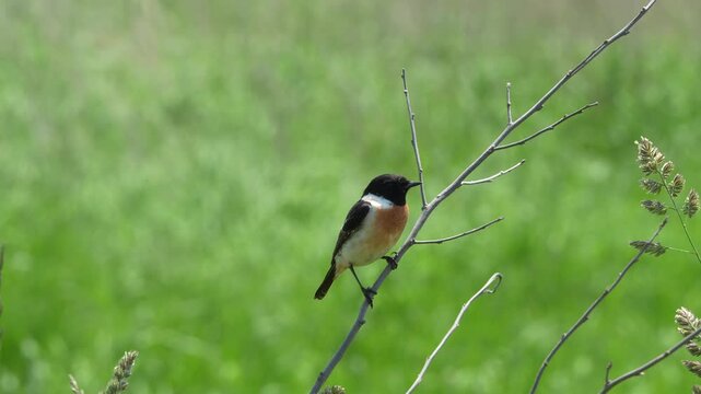 European Stonechat Male in Green Field