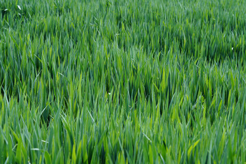 Fototapeta premium Fresh green grass grows in a field under bright sunlight during a sunny day in spring