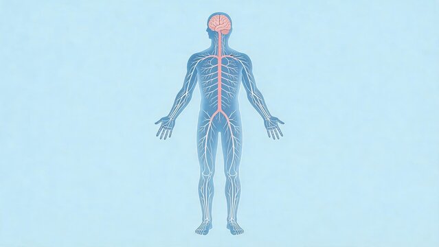 Human nervous system anatomy illustration showing brain spinal cord peripheral nerves body silhouette medical biology science education diagram concept
