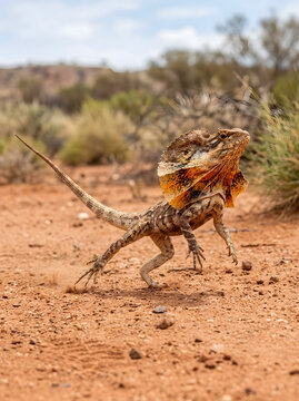 Australian Frilled Lizard runs across the red desert ground