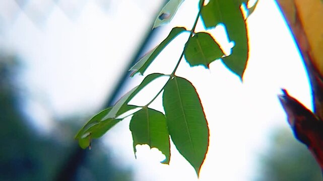 Macro shot of green leaves with insect bites moving gently in the wind