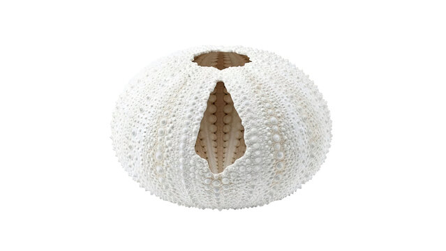 White Sea Urchin Shell with Open Apex and Petaloid Area