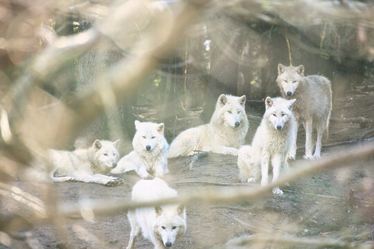 White wolf pack in a rocky forest environment