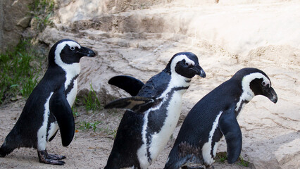 Obraz premium Three African Penguins Walking Together on Sandy Ground in Zoo