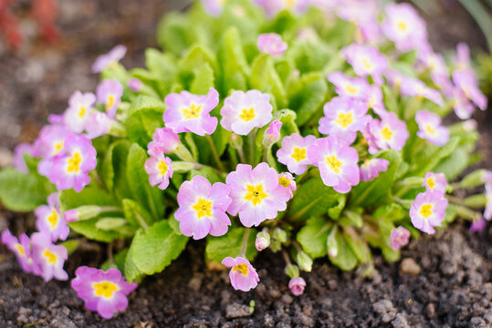 Beautiful Primula Vulgaris Bush with Pink Blossoms in Spring Garden Landscape