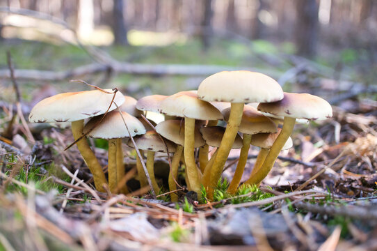 Group of mushrooms in the autumn forest