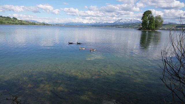 Lake Sempach with clear water ducks and mountains Switzerland