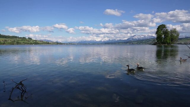 Lake Sempach with clear water ducks and mountains Switzerland