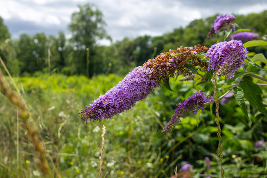 Purple buddleja flower in a summer field in the Asturias countryside