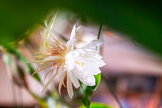 The Queen of the Night cactus flower glows in soft daylight, unfolding its silky petals in full bloom. A rare botanical spectacle captured in an intimate and dreamy atmosphere