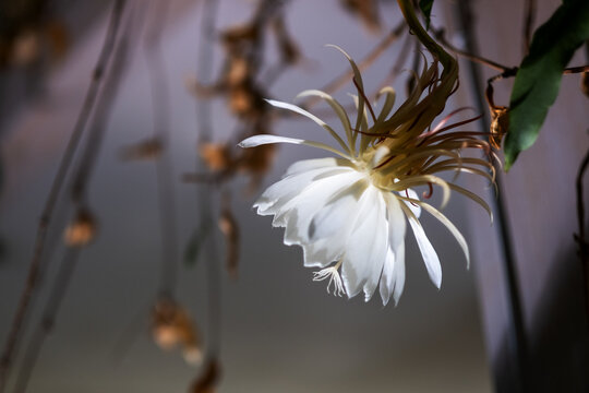 A luminous Queen of the Night flower hangs in darkness with delicate white petals glowing against a shadowed background capturing a rare and fleeting nocturnal bloom