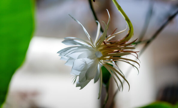 White night blooming cactus flower with delicate petals and soft light, shallow depth of field creating a calm natural mood symbolizing purity, fragility and quiet beauty