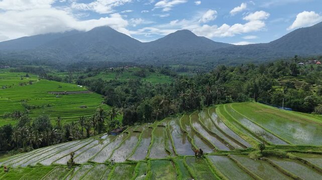 Jatiluwih Panoramic View Rice Terraces