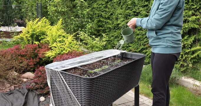 Woman watering young plant seedlings in raised garden bed with small watering can. Backyard organic vegetable gardening hobby and homegrown food production. Real outdoor summer lifestyle casual side