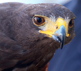 pensée de ce rapace je vous observe de près © helenedevun