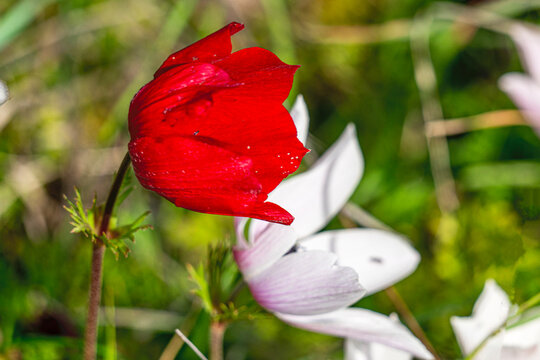 The shot of blooming poppy in the nature