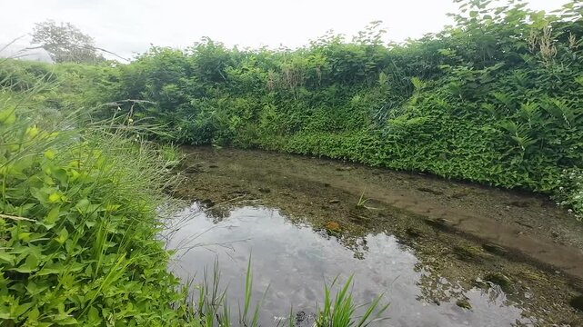 【秋田県美郷町】名水百選・六郷湧水群を流れる透明な清水川の風景