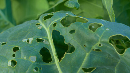Fototapeta premium CLOSE UP: Perforated green cabbage leaves due to attack of vegetable parasite