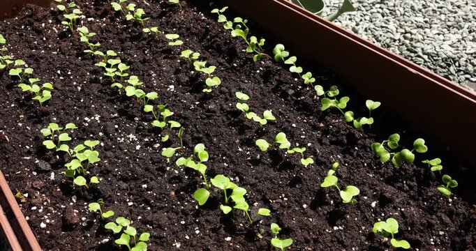 Young green radish seedlings growing in rows inside brown raised garden bed. Backyard organic vegetable gardening hobby with small yellow plastic tools on ground. Real outdoor summer lifestyle high