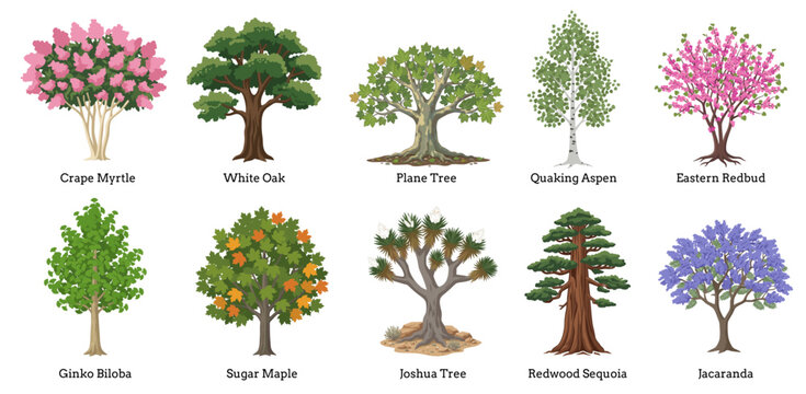 Cartoon tree set. Simple flat forest flora, and other popular trees. Vector set illustration agricultural garden and nature park plants collection