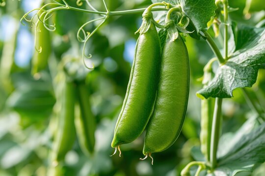 Close-up of two fresh green pea pods hanging from a vine with delicate tendrils and leaves.